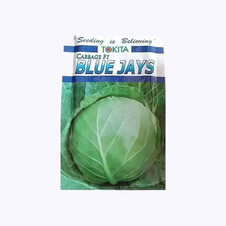 Tokita Blue Jays Cabbage Seeds – main view