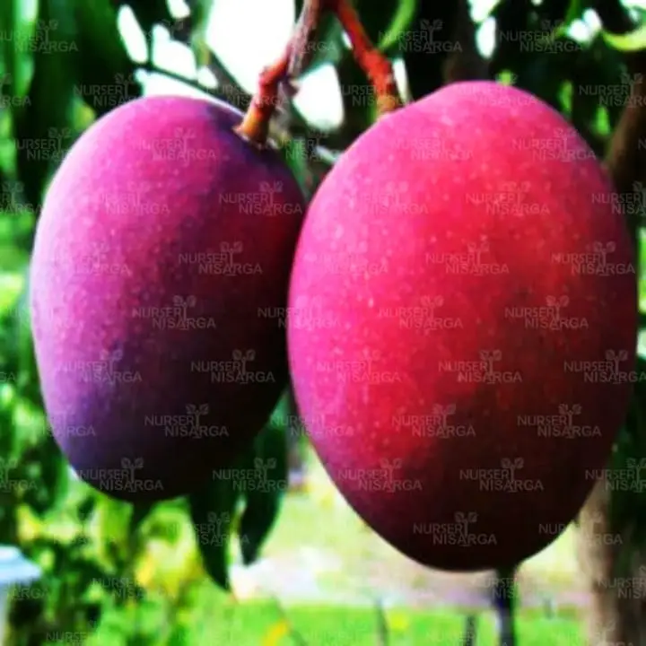 Tommy Atkins Mango Plant – main view