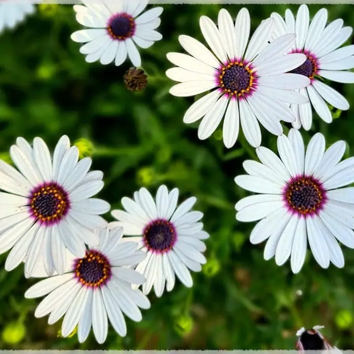 Walia Dimorphotheca White Flower Seeds – main view
