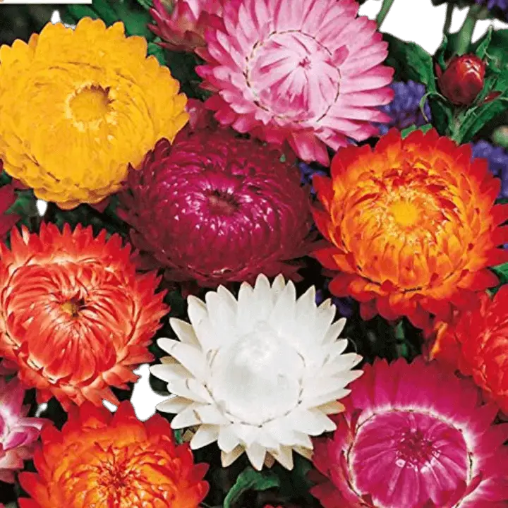 Walia Helikrizm Mix Flower Seeds – main view