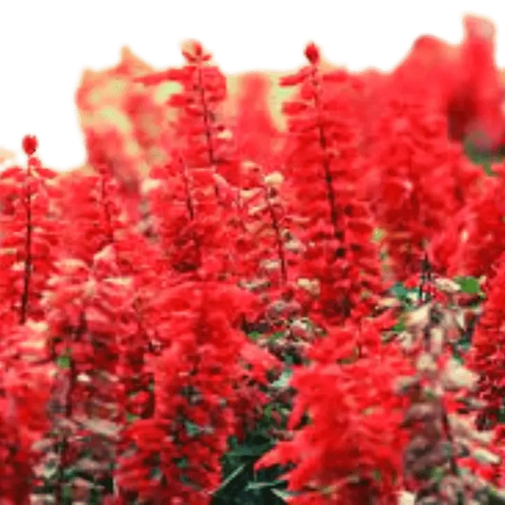 Walia Salvia Red Flower Seeds – main view